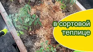 14 мая сортовая теплица / опрыскивание / подвязка