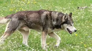 सबसे वफादार DOG इन कुत्तों की कीमत सुनकर आप चौक जाओगे || इन से ज्यादा समझदार कुत्ते नहीं देखे होंगे!