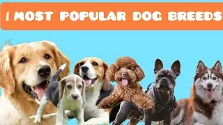 Most POPULAR Dog breeds in the World