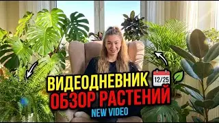 Моя коллекция комнатных растений! ДО/ПОСЛЕ Как изменились растения за три месяца у меня дома?