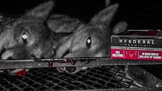 Coyote Down! Thermal Coyote Hunt