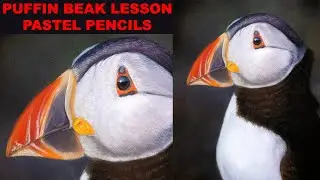 Pastel Pencil Lesson Puffin Beak - Jason morgan art