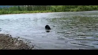 немецкая овчарка ныряет