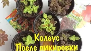Колеус. Выращивание из семян. Как вырастить Колеус в домашних условиях. ОБЗОР ПОСЛЕ ПИКИРОВКИ.