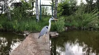 BRAVE HERON STEALING FISH. My pond on the plot. DIY pond at the dacha.