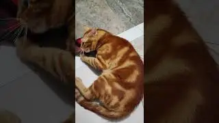 Кот АЛЕКС ❤❤ Cat ALEX ❤ ❤ Згрызу🙃