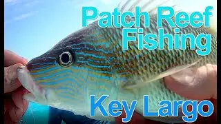 Patch Reef Fishing Key Largo