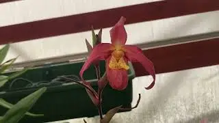 Day 2 of the Chicagoland Orchid Festival | Orchids by Hausermann