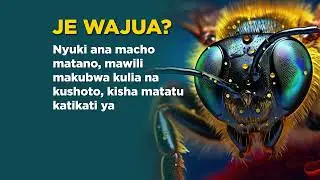Je Wajua Nyuki