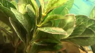 Angel Fish Fry...Day 5