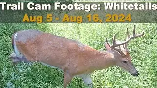 Trail Cam Footage: Whitetails Aug 5 - Aug 16, 2024