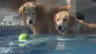 The Golden Ratio Swims