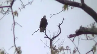 eagle westmoreland co. PA 003.MOD