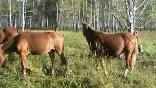 коровы телята кони