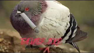 Official TAUBE:EXE REMIX