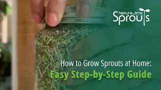How to Grow Sprouts at Home: Easy Step-by-Step Guide