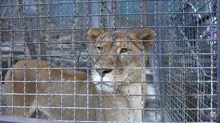 Их ЛЮБЯТ все!❤️ Самая КРАСИВАЯ пара сказочных львов, львица подошла к нам!🦁🐆 СКАЗКА❤️