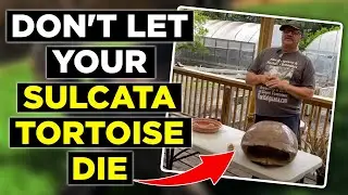 This is why Sulcata tortoises die, Diagnosing and treating Illness