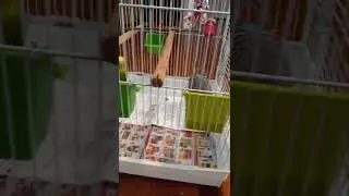 trying to teach the kitten not to attack parakeets