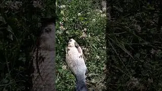 Тверской крафт💪🎣