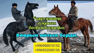 Базарбай аванын курч аттары 😍 сатууга чыкты: +996990010152 +996552000155