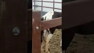 Cavalos do Haras Riacho Claro Gravatá -PE #shorts #short