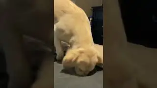 Hilarious Dogs Caught On Camera!🐶🐕💨 🤳🏻📸