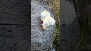 Что за гриб? Растет на спиленном дереве ... и его кто-то ел)