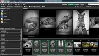 Adobe Bridge: A Brief Introduction