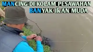 MANCING DIKOLAM PESAWAHAN YANG LUAS@asgarcil