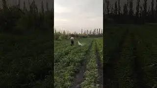 #tiktokvideo #tiktok #samandarsamo #automobile #mercedescls #1000hp #farming #mercedesbenzcls63amg