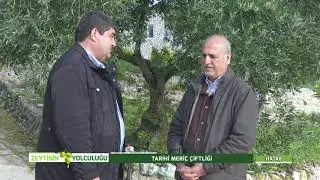 TARİHİ MERİÇ ÇİFTLİĞİ HATAY 3. BÖLÜM | ZEYTİNİN YOLCULUĞU
