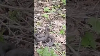 какая реакция. 