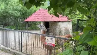 ЭКСПЕРИМЕНТ с ламами удался!