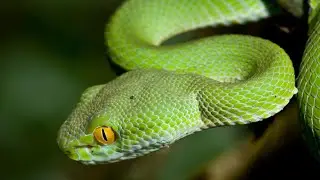 snake hissing 6092forest swamp 6751 1green tree snake