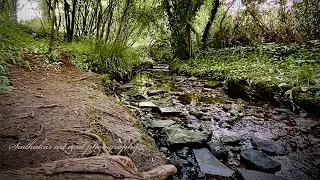 Stress relief video. The sights and sounds of the woods.