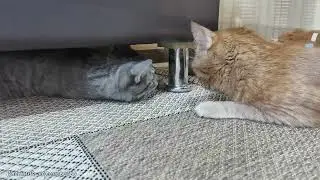 Наше хвостатое утро