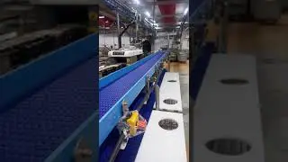 Сортировочная линия. Переработка птицы.