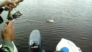 Псевдо 4 кг.) 18+