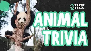 Take our animal quiz!