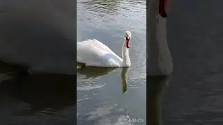 Семья лебедей на прогулке !