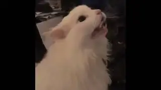 Kucing Ndesah 🤣😂#shorts #short #subscribe