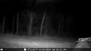 raccoon avoids trap   Made with Clipchamp