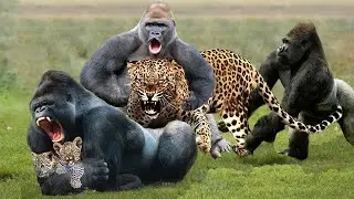 What Happened To Make The Baboon Family Angry And Take The Baby Leopard To Threaten The Mother ?