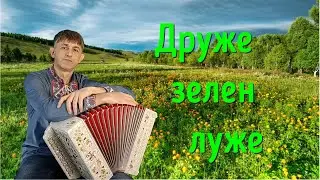 Друже зелен луже
