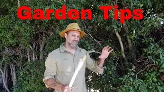 Garden tips for a better hedge and agapanthus