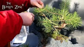 My Wind Blown Scots Pine, The Bonsai Zone, Dec 2022