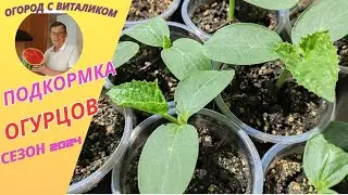 Подкормка рассады огурца  Выращивание рассады огурца для открытого грунта