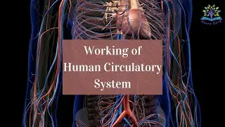 The working of the Human Circulatory System is more complicated than you think.