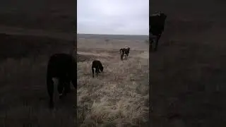 Эти милые и забавные домашние животные попробуйте не улыбаться смотря на этих милых коров